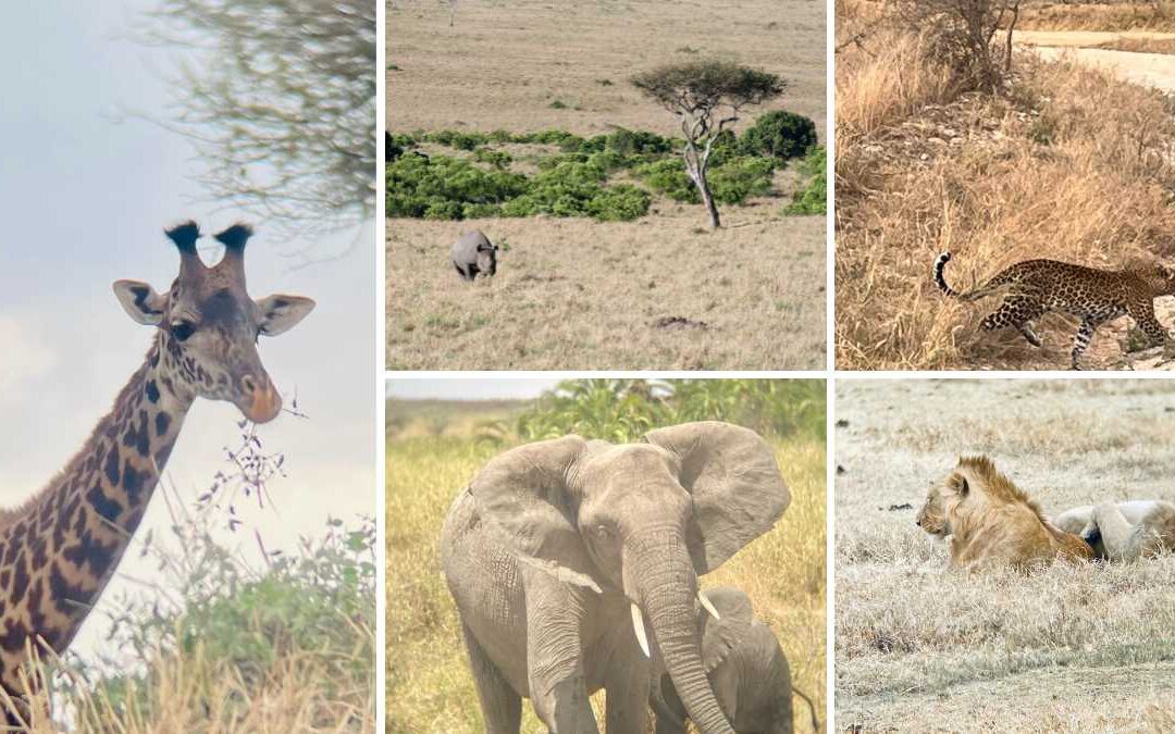 Les Big Five au Serengeti